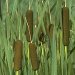 cat tails