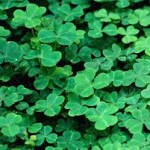 clover