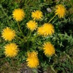 dandilion
