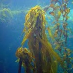 kelp