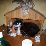 cat